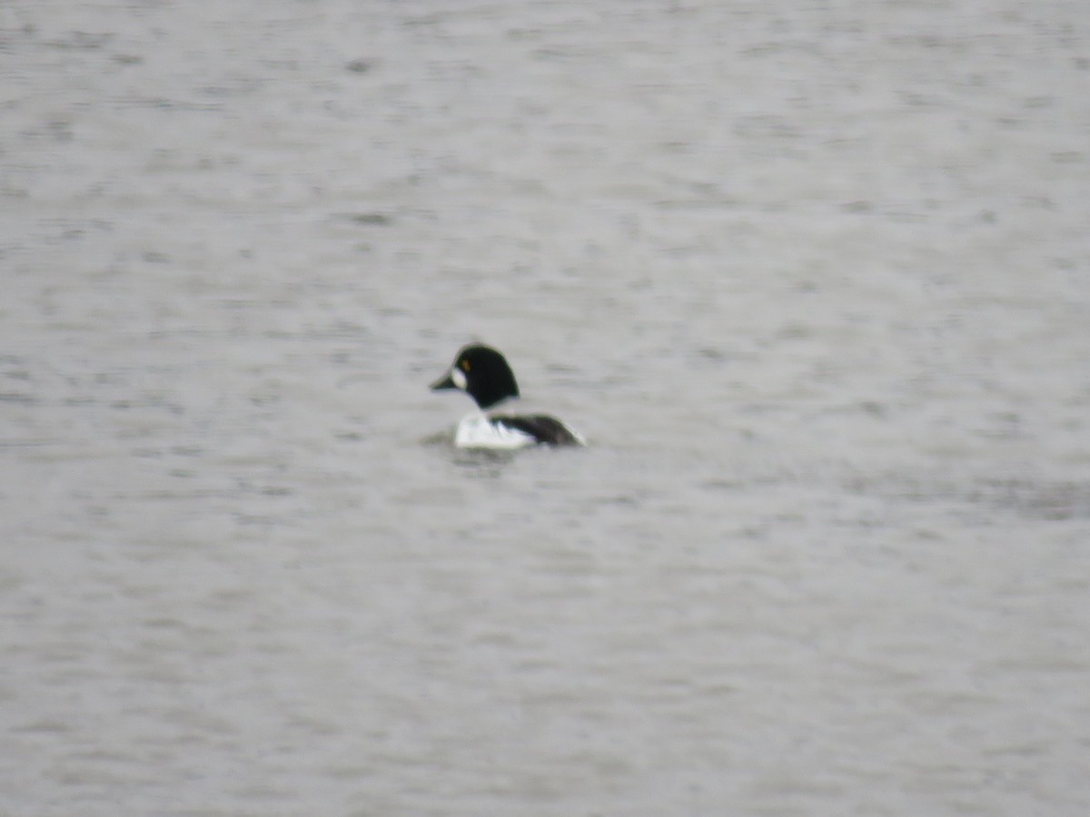 Common Goldeneye - ML132365261