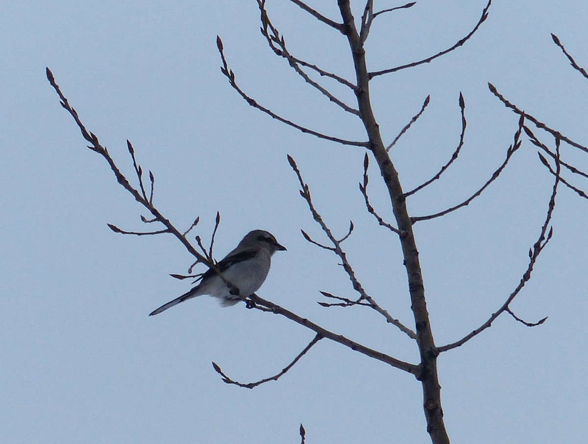 Northern Shrike - ML132366051