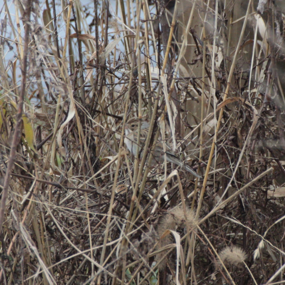Clay-colored Sparrow - ML132367131