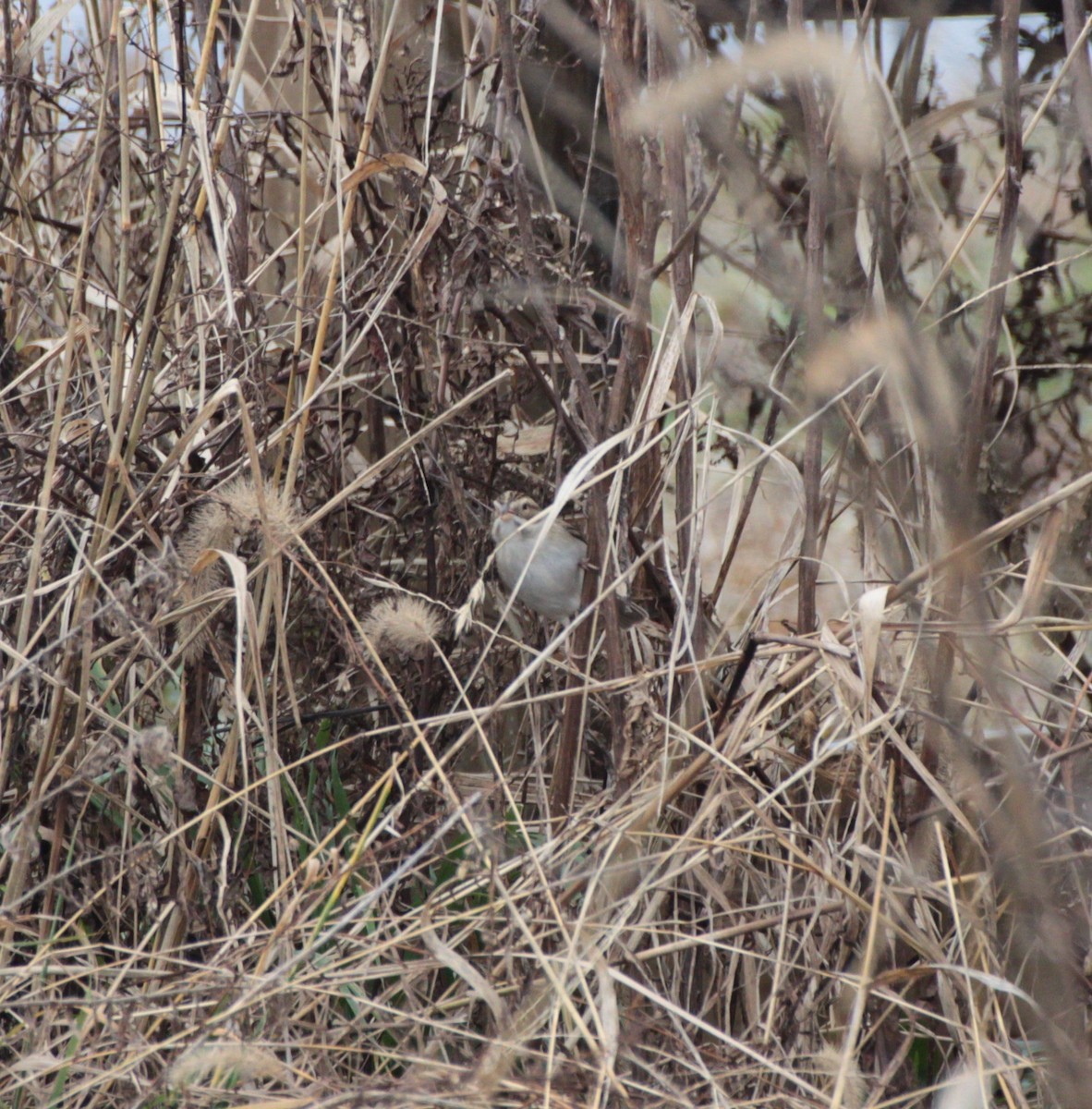 Clay-colored Sparrow - ML132367141