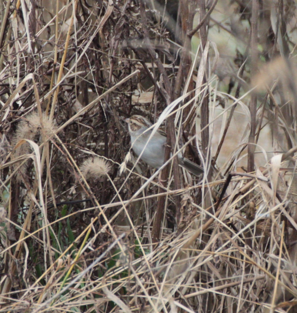 Clay-colored Sparrow - ML132367151