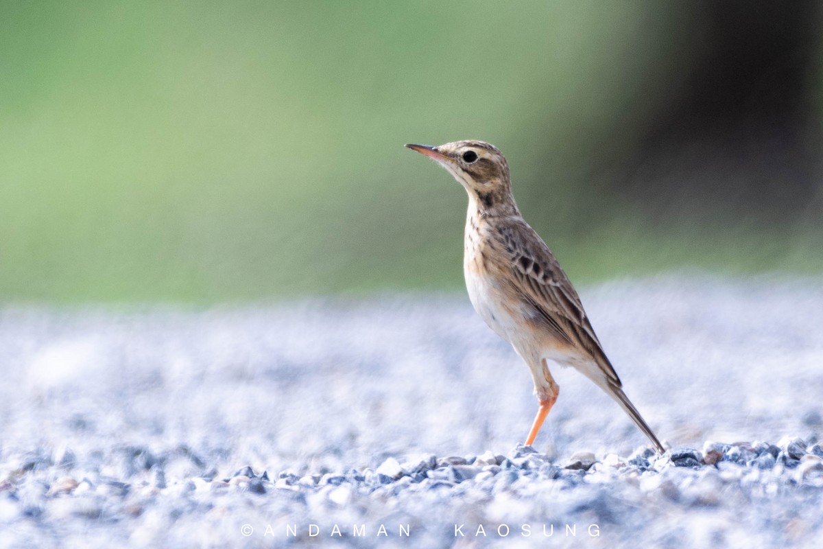 Paddyfield Pipit - ML132367631