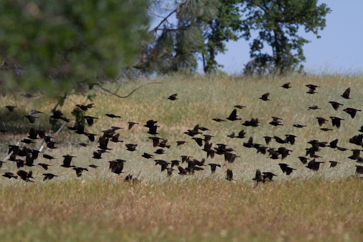 Tricolored Blackbird - ML132369191