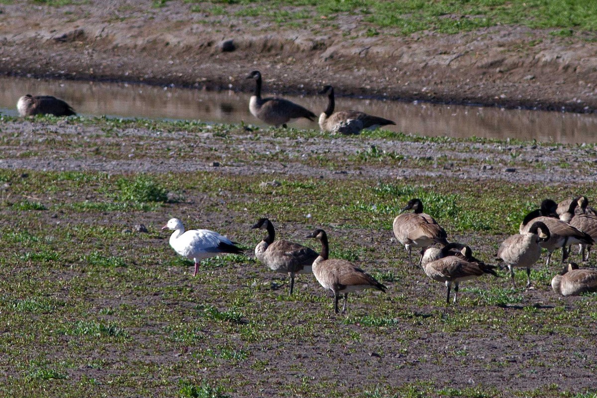 Цасны галуу - ML132369441