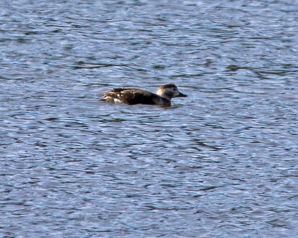 Long-tailed Duck - ML132370531