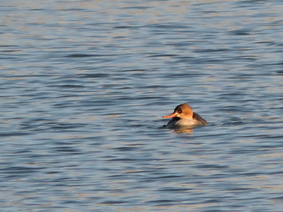 Red-breasted Merganser - ML132372621