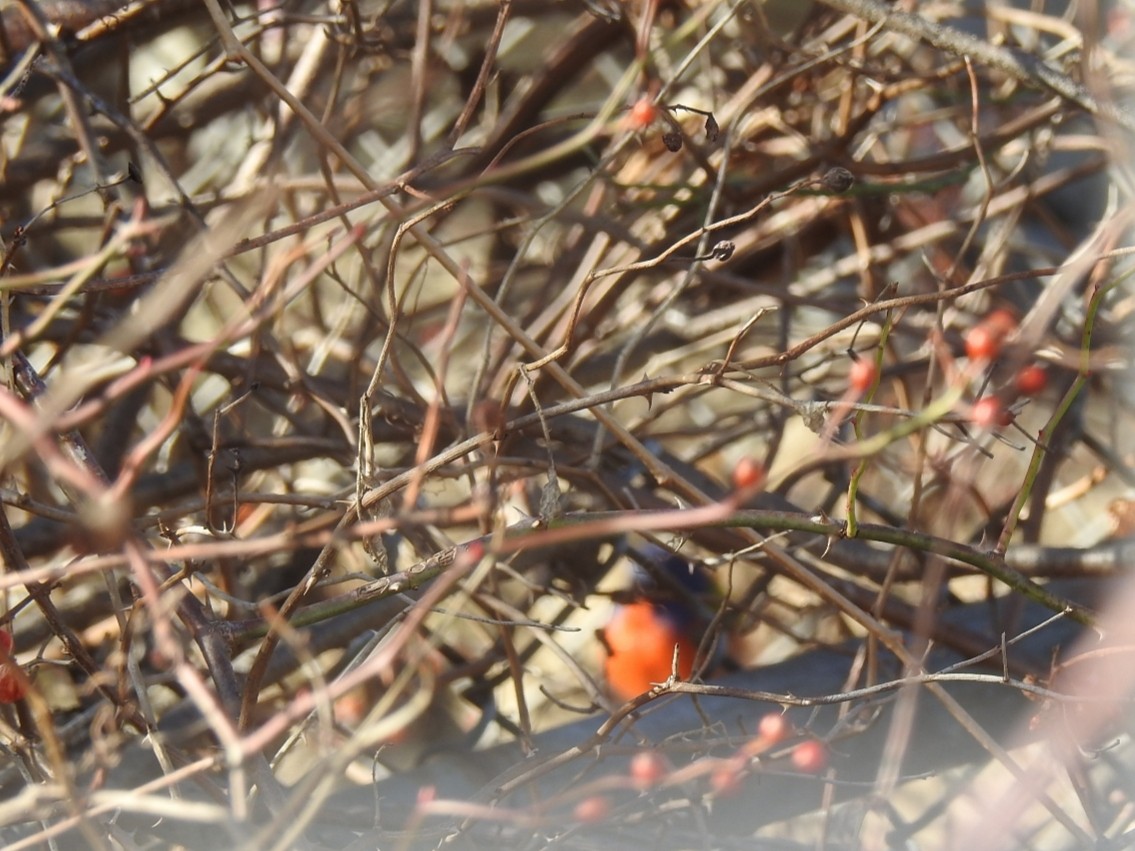 Painted Bunting - ML132377011