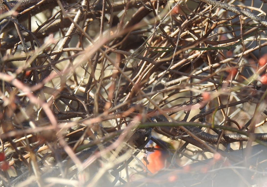 Painted Bunting - Daniel Schell