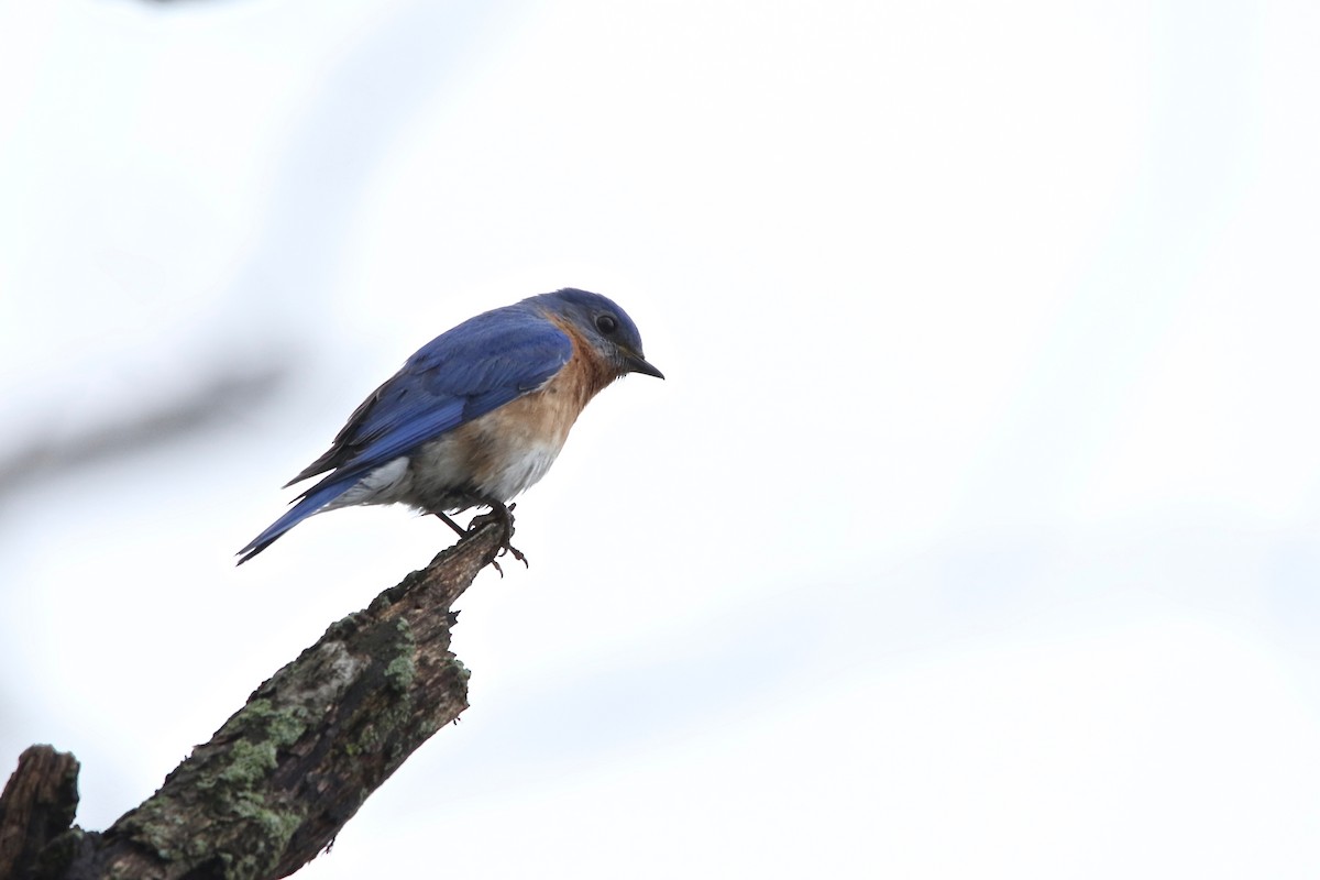 Eastern Bluebird - ML132380271