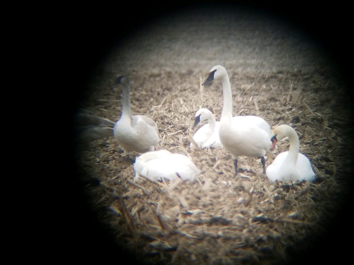 Mute Swan - ML132382181