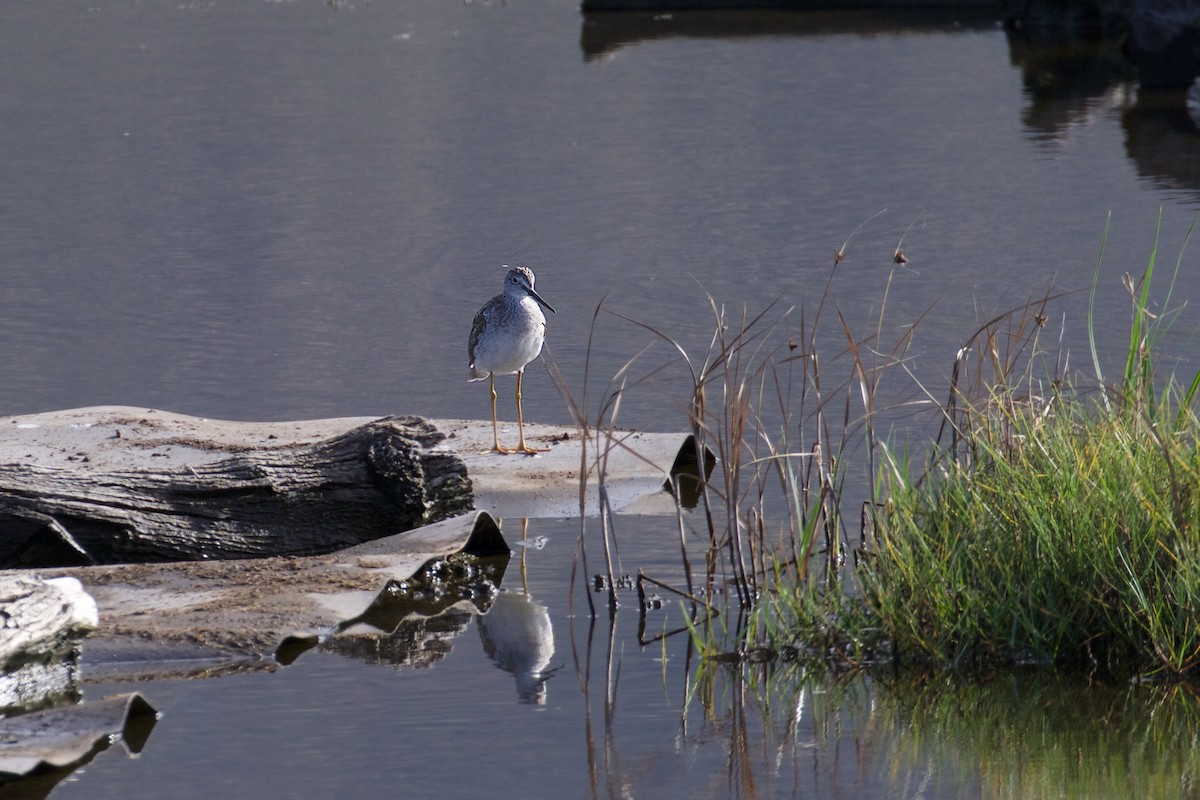 Greater Yellowlegs - ML132385701