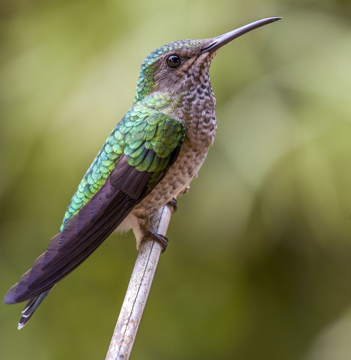 White-necked Jacobin - ML132386591