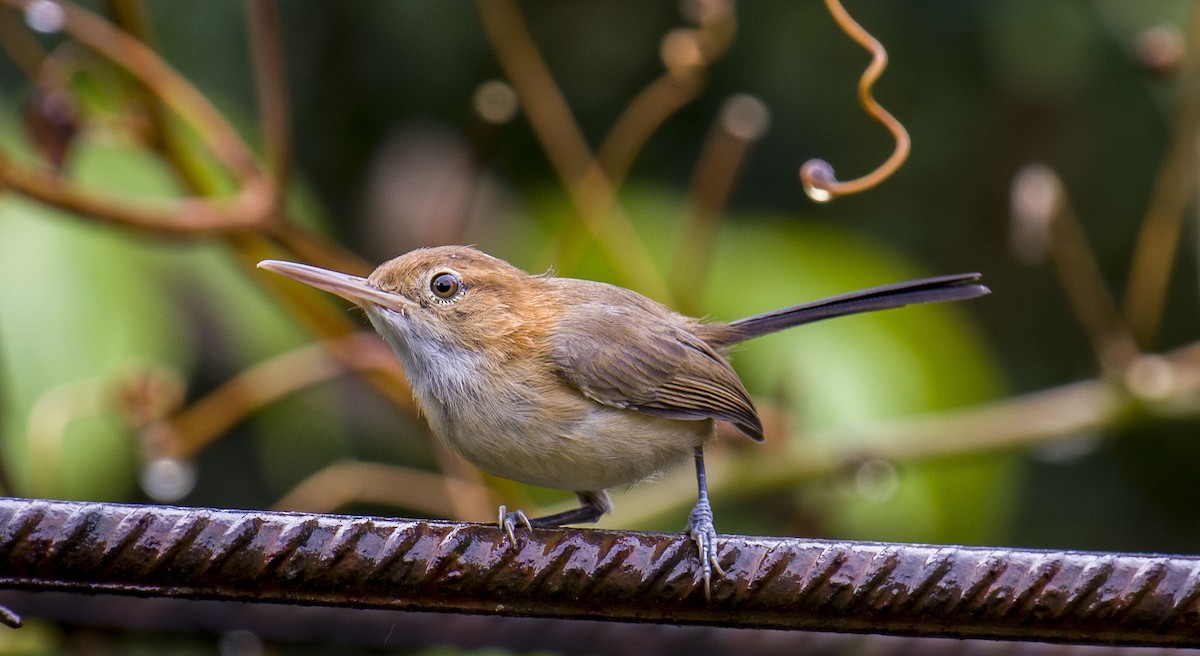 Long-billed Gnatwren - ML132386851