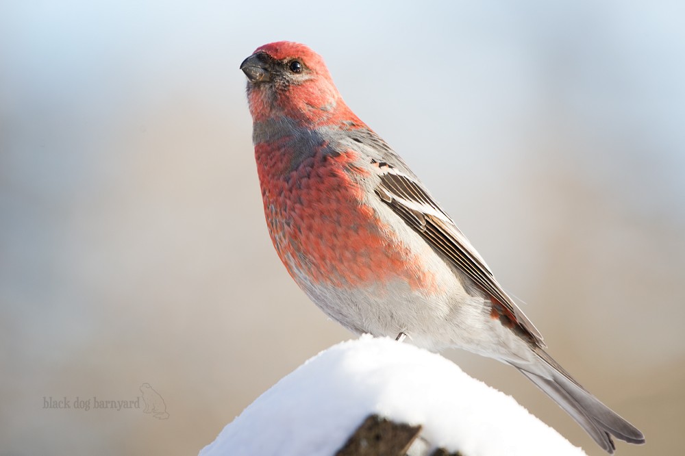 Pine Grosbeak - Sandra N