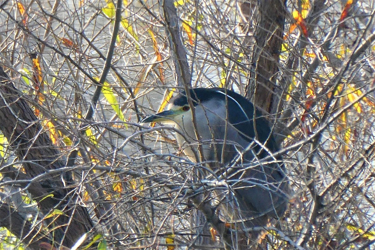 Black-crowned Night Heron - ML132389391