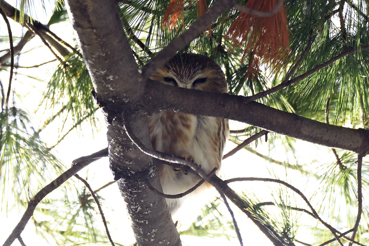 Northern Saw-whet Owl - ML132389911