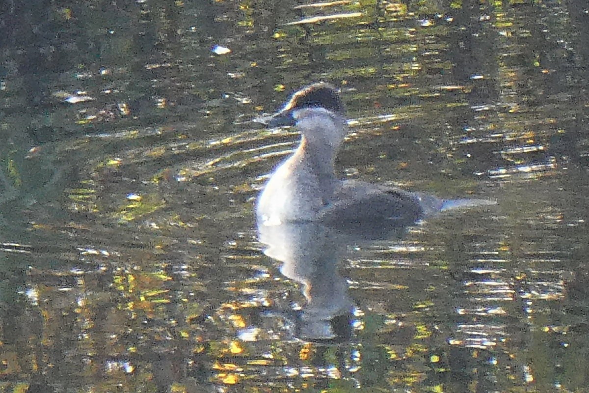 Ruddy Duck - ML132392361