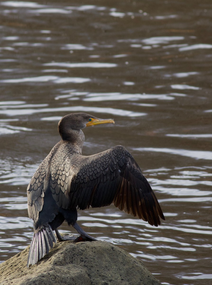 Double-crested Cormorant - ML132392671