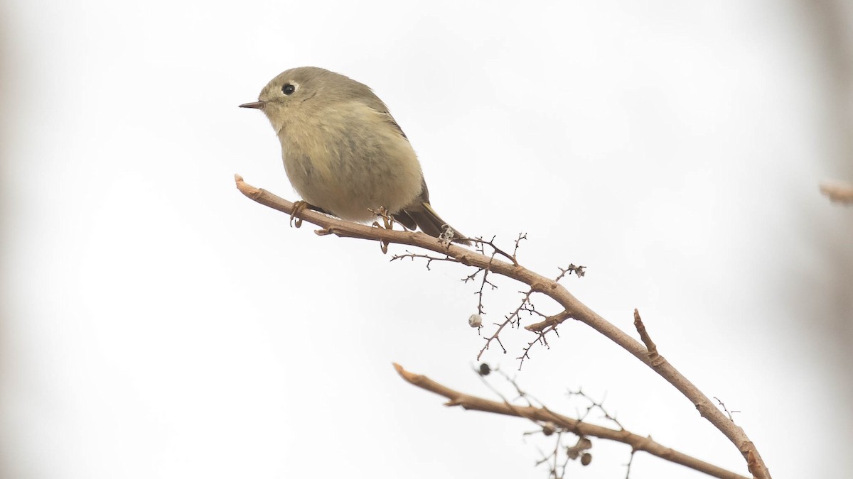 Ruby-crowned Kinglet - Erik Nielsen