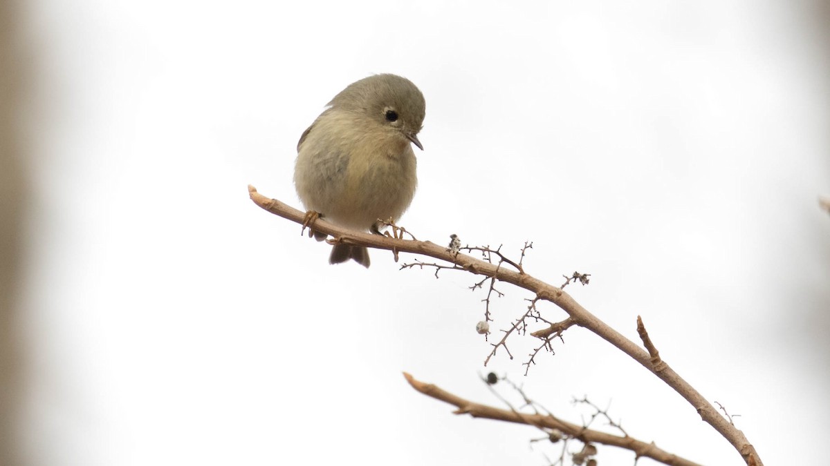 Ruby-crowned Kinglet - Erik Nielsen