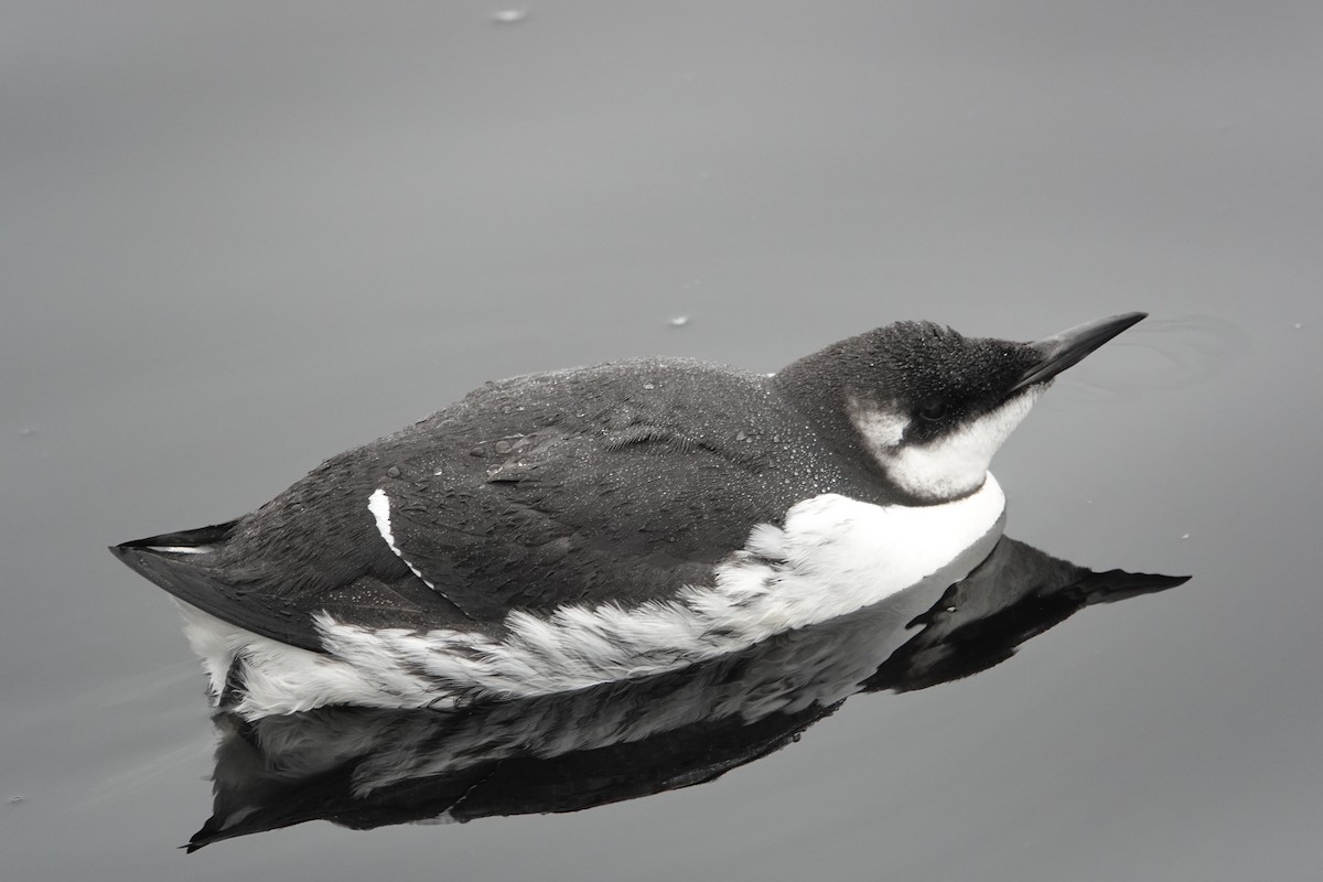 Common Murre - ML132393711