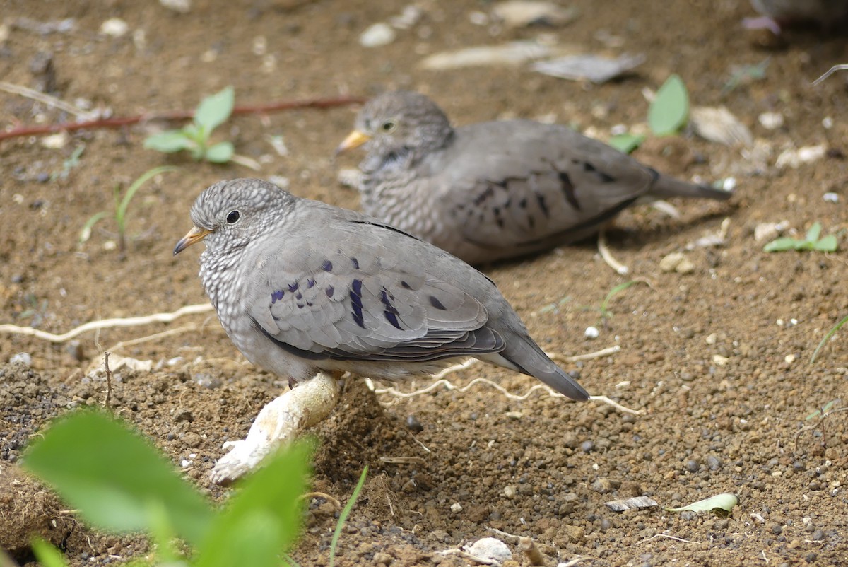 Common Ground Dove - ML132394141