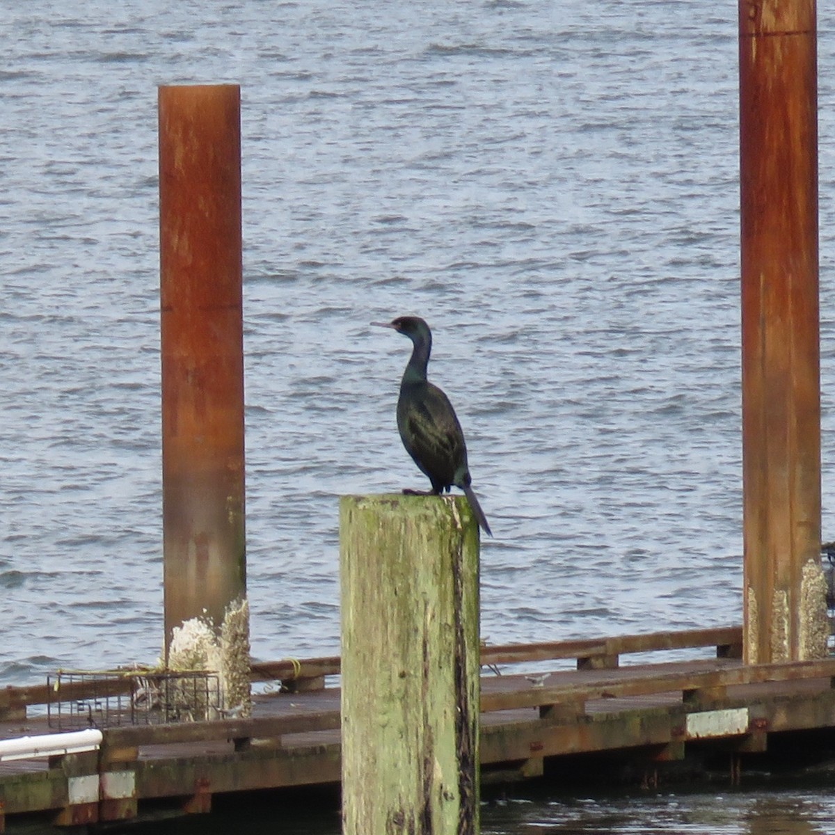 Pelagic Cormorant - ML132395931