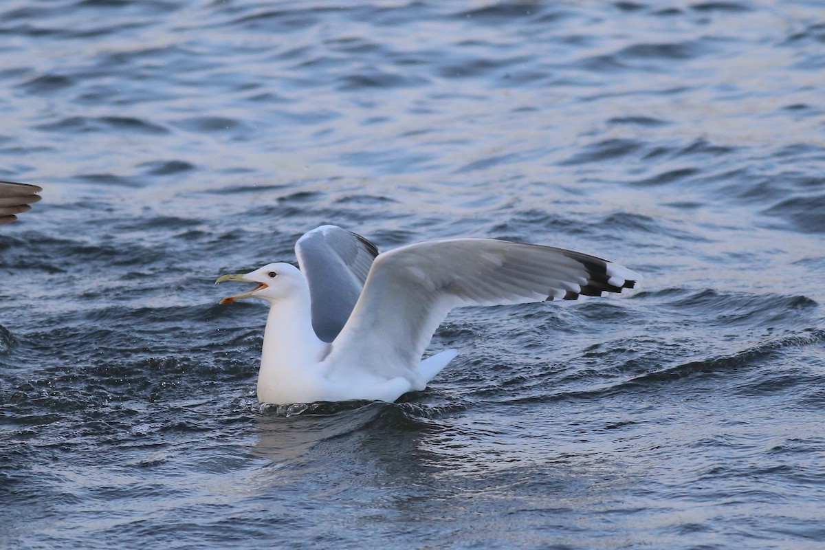 Caspian Gull - Peter Hosner