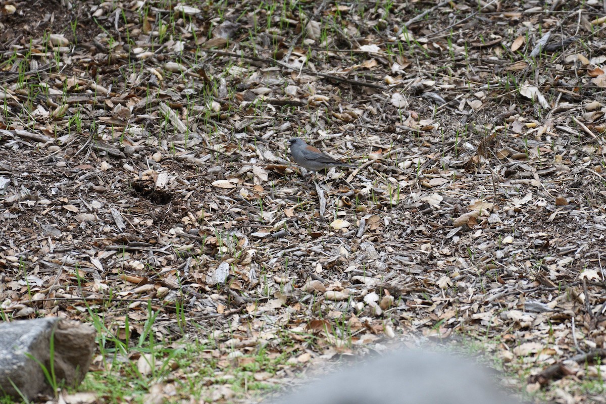 Dark-eyed Junco (Gray-headed) - ML132399091