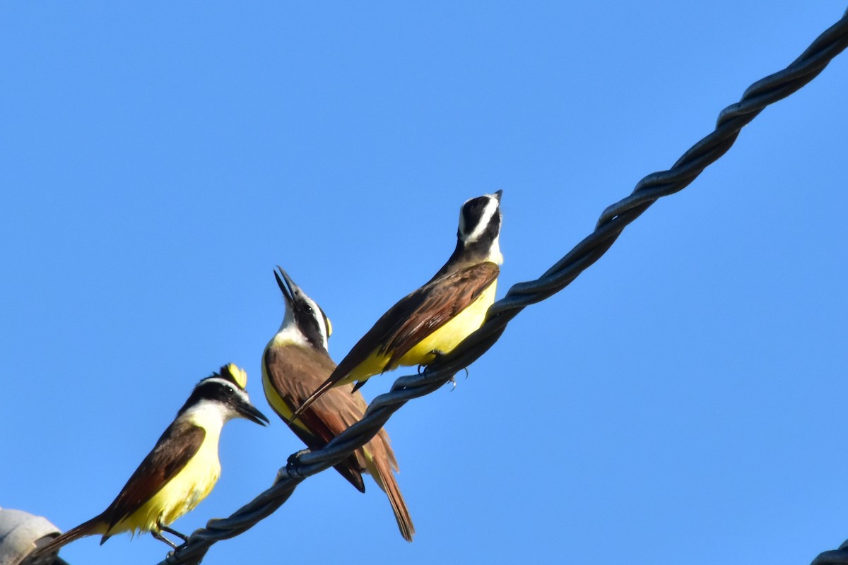 Great Kiskadee - ML132407441