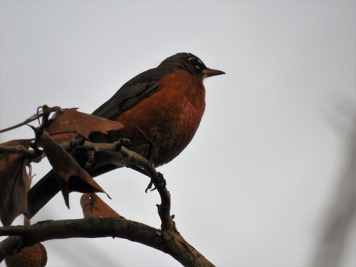 American Robin - ML132409531