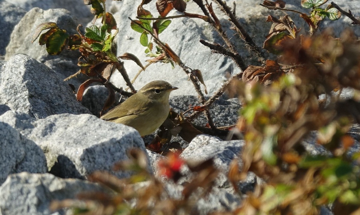 Radde's Warbler - ML132410031