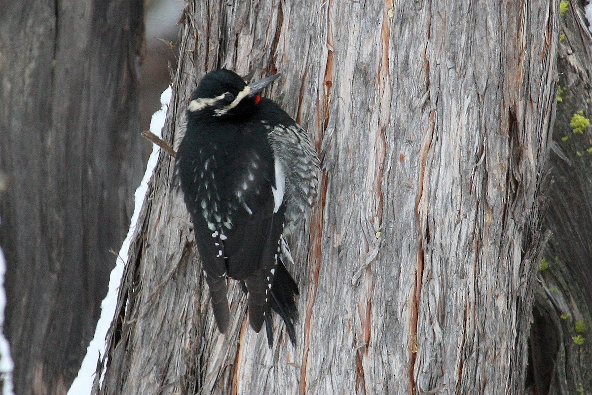 Williamson's Sapsucker - ML132410061