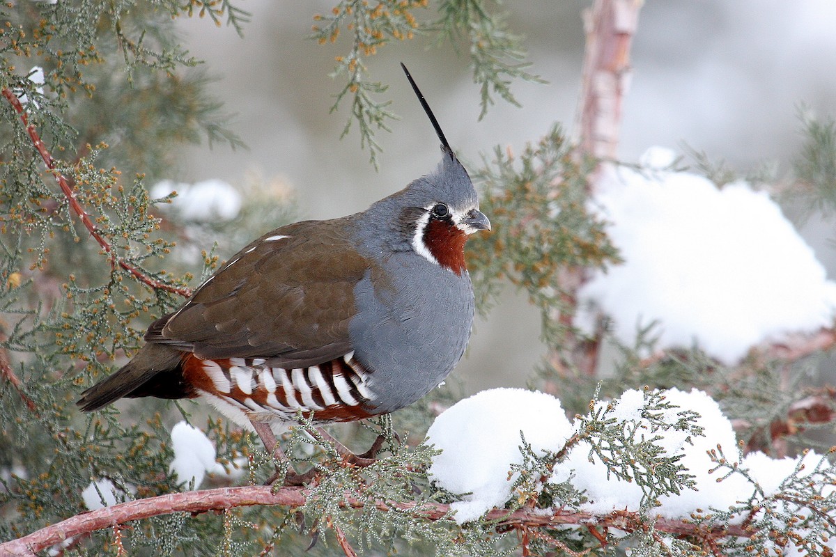 Mountain Quail - Steve Rottenborn
