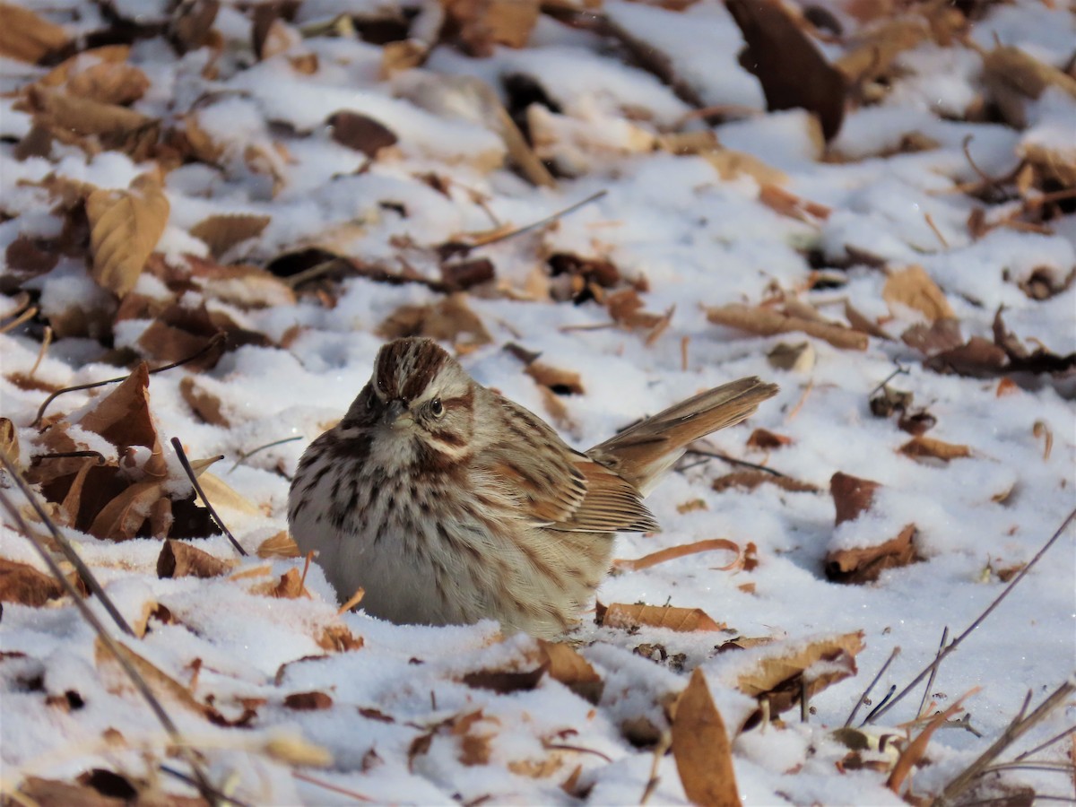 Song Sparrow - ML132412851