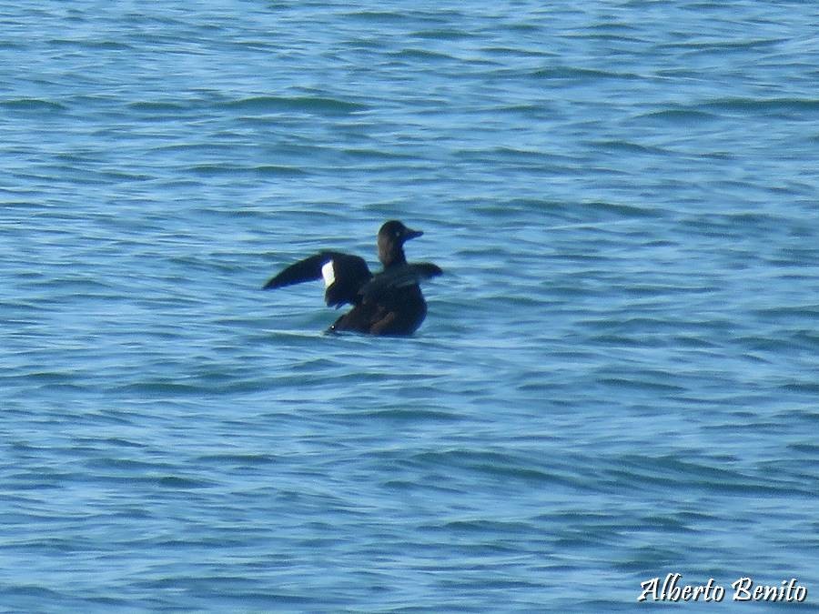 Velvet Scoter - Alberto Benito