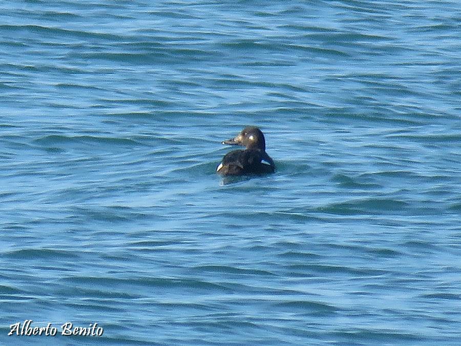 Velvet Scoter - Alberto Benito