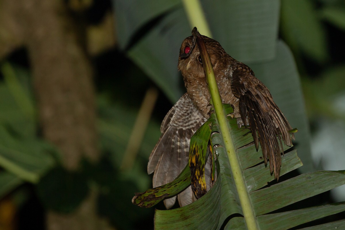 Palau Scops-Owl - ML132415481