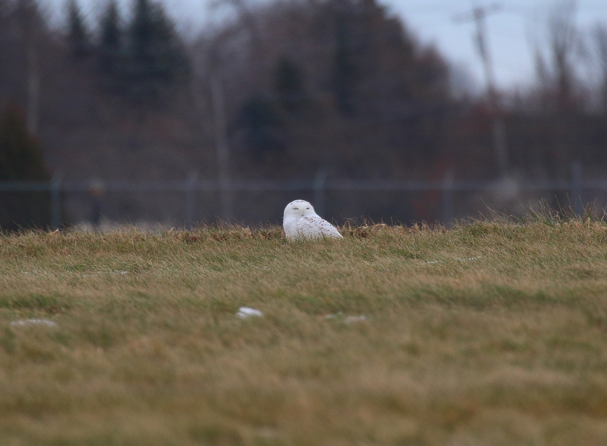 sovice sněžní - ML132415521