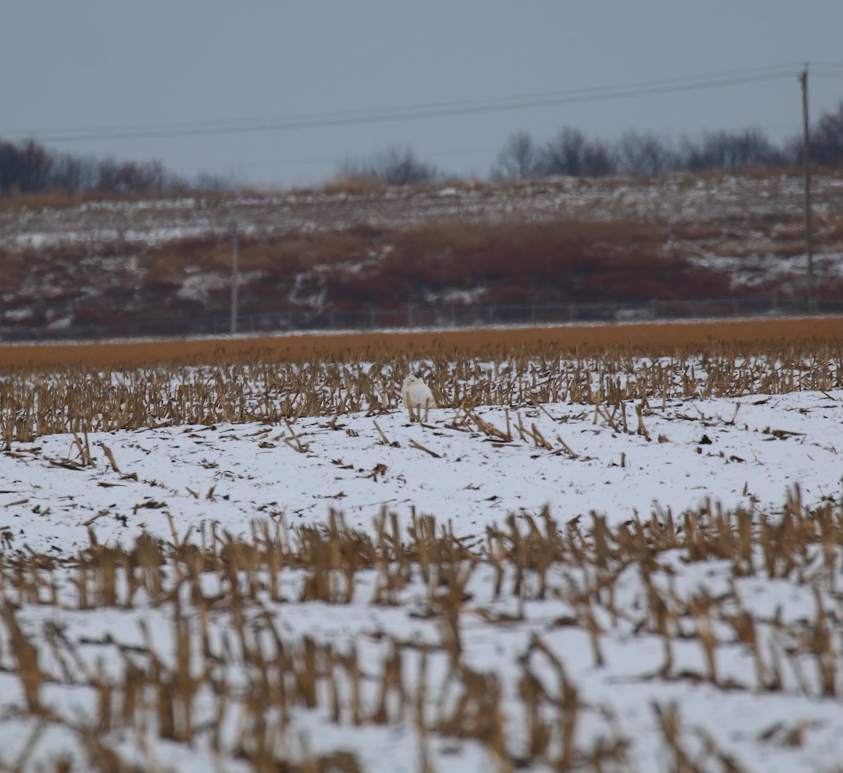 Snowy Owl - ML132416081