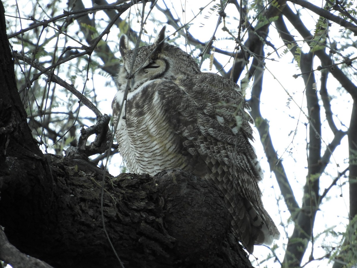 Great Horned Owl - ML132416091