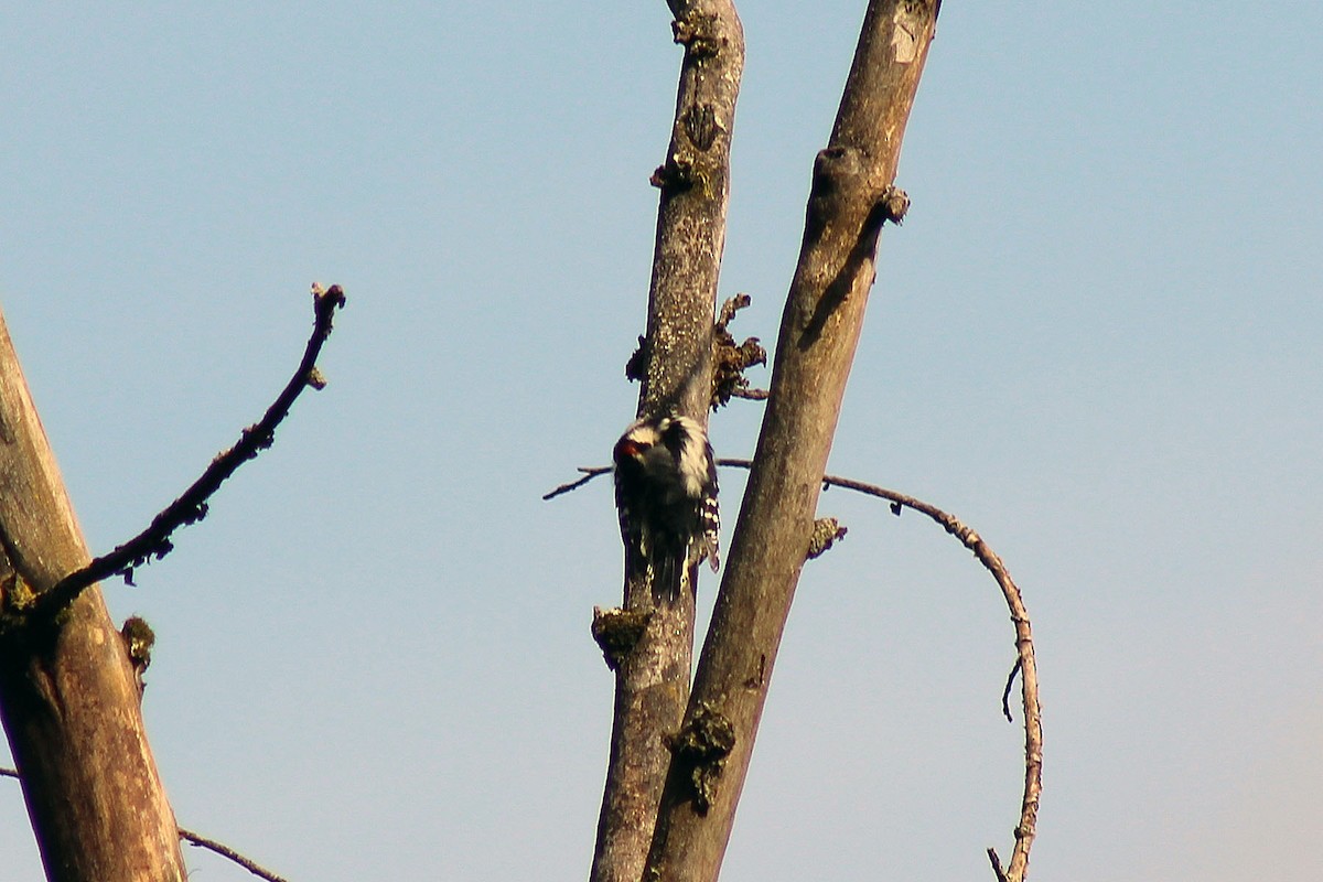 Downy Woodpecker - ML132416181