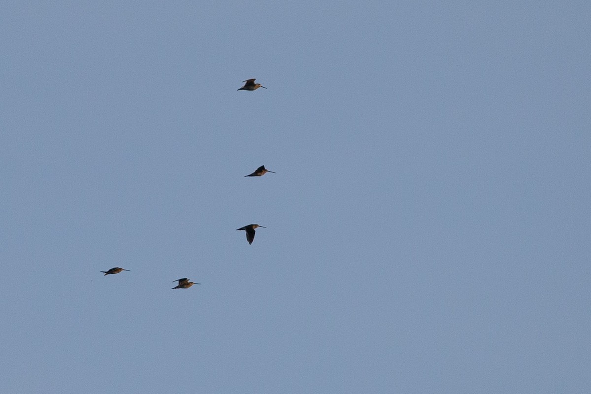 Swinhoe's Snipe - ML132416271