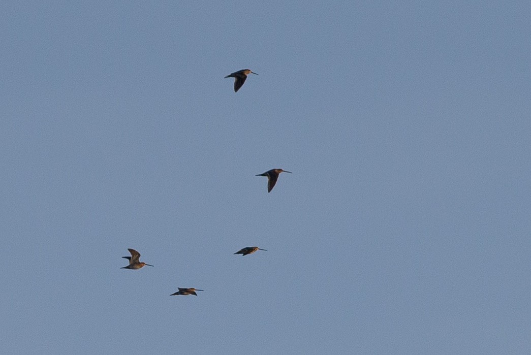 Swinhoe's Snipe - Robert Tizard