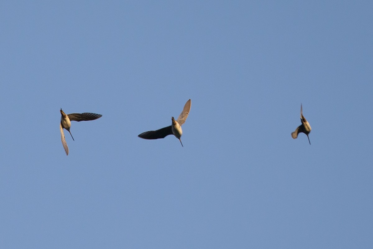 Swinhoe's Snipe - Robert Tizard