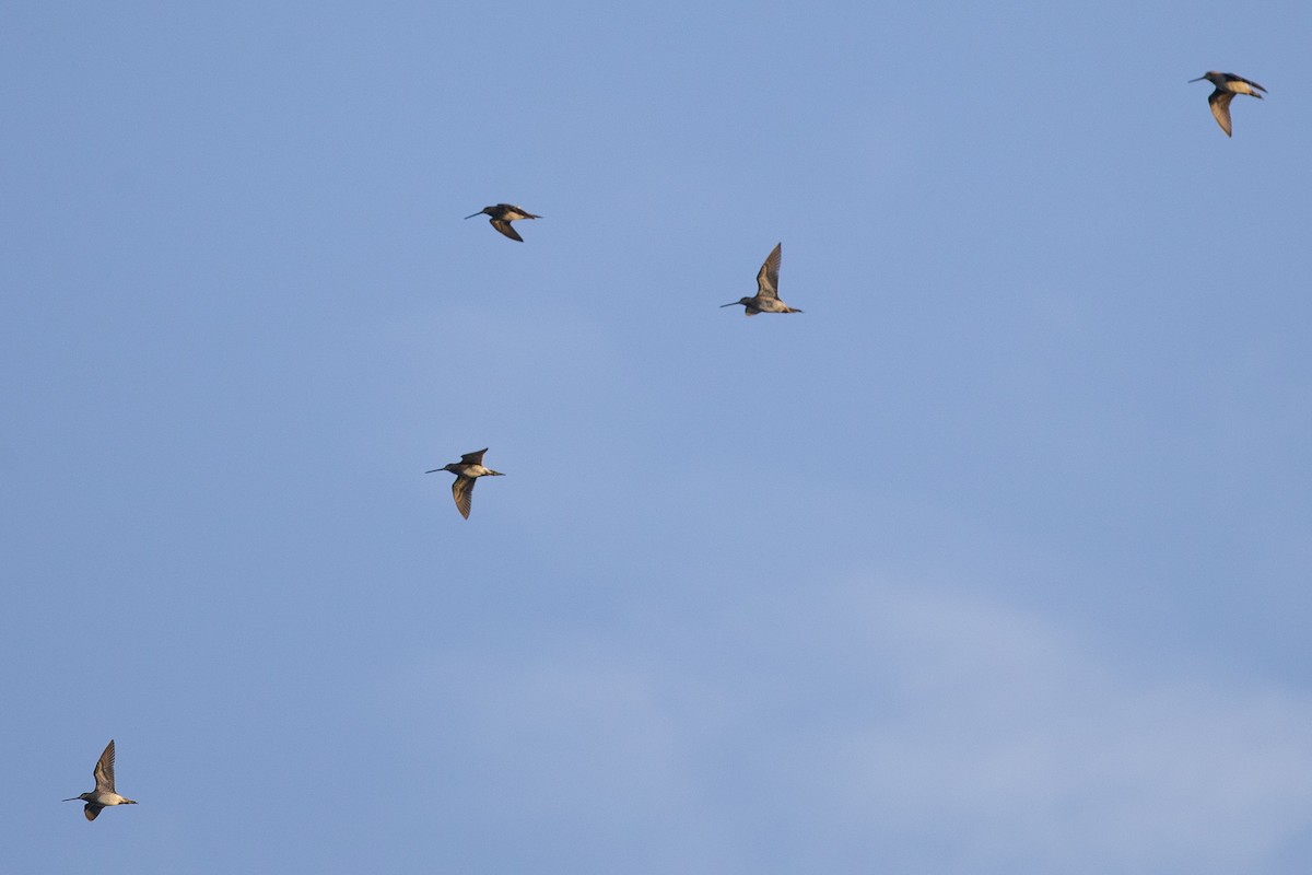 Swinhoe's Snipe - Robert Tizard