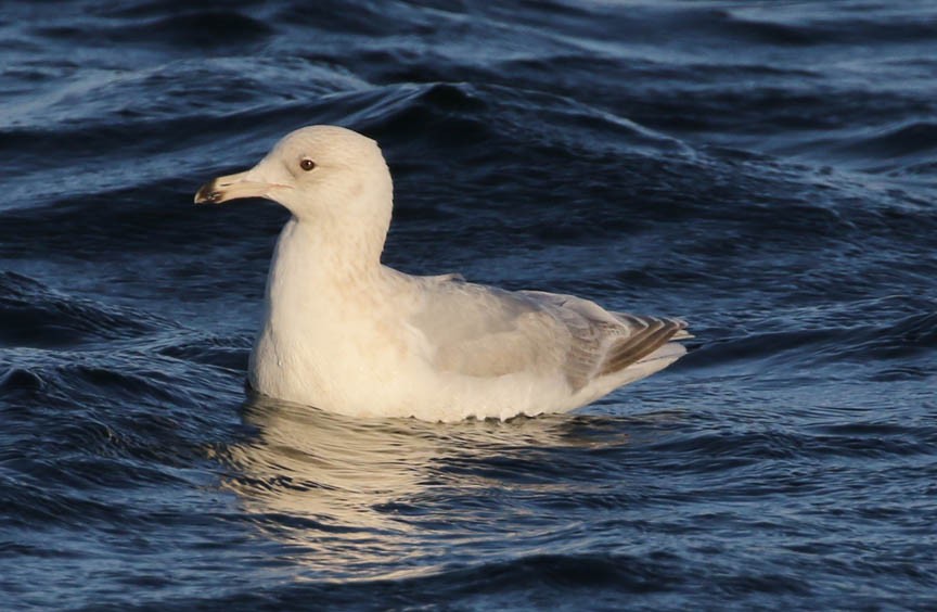 Iceland Gull - Mark Dennis