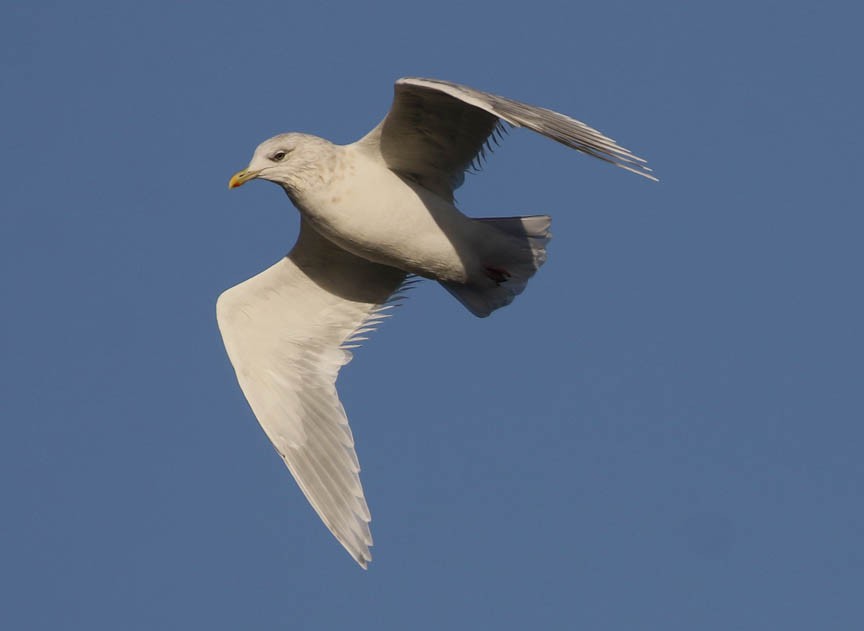 Iceland Gull - Mark Dennis