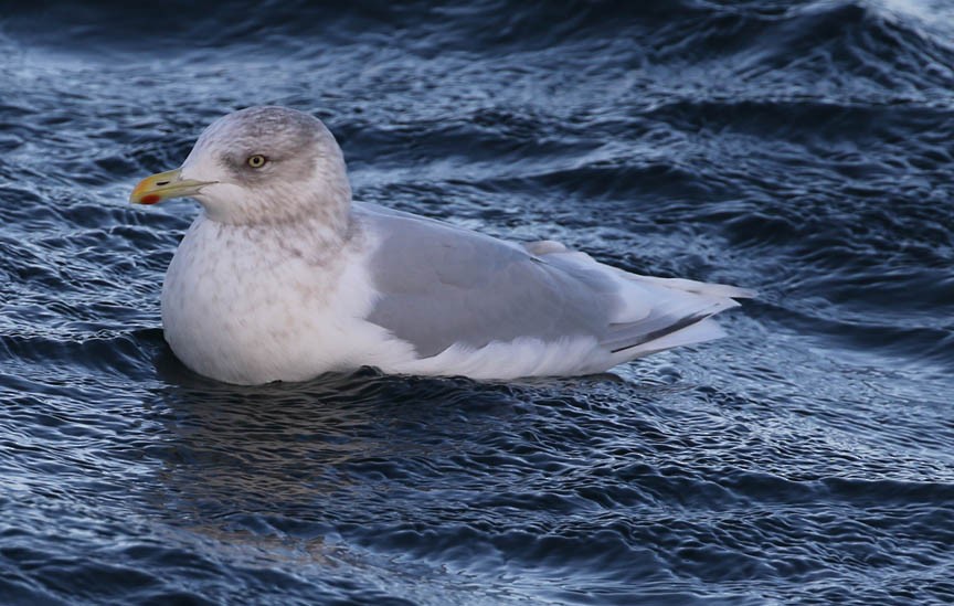 Iceland Gull - Mark Dennis