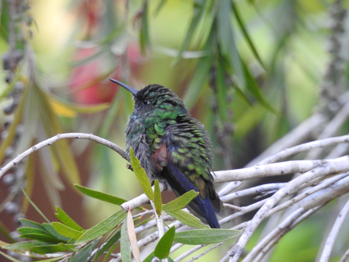 Stripe-tailed Hummingbird - Tristan Jobin